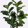 Artificial Tree Ficus Lyrata in PP pot GS-46725007-POST_5 Artificial Tree 80*60*150cm Ficus Lyrata in PP pot GS-46725007-POST 2026Apr YeahFlower is one of Chinese leading OEM manufacturers and exporters , supplying the silk flowers, wholesale artificial trees