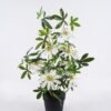 Artificial Tree 40*35*95cm Hydrangea in PP pot GS-15425067 2026Mar YeahFlower is one of Chinese leading OEM manufacturers and exporters , supplying the silk flowers, wholesale artificial trees
