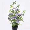 Artificial Tree 40*35*95cm Hydrangea in PP pot GS-15425067 2026Mar YeahFlower is one of Chinese leading OEM manufacturers and exporters , supplying the silk flowers, wholesale artificial trees