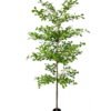 Artificial Tree 90*90*210cm Indian almond in PP Pot GS-59525045KD 2026Apr YeahFlower is one of Chinese leading OEM manufacturers and exporters , supplying the silk flowers, wholesale artificial trees