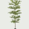 Artificial Tree 95*95*240cm Indian almond in PP Pot GS-59525046KD 2026Apr YeahFlower is one of Chinese leading OEM manufacturers and exporters , supplying the silk flowers, wholesale artificial trees