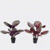 Artificial Tree 40*30*50cm Leaf in PP pot/14 lvs GS-30425024 2026Apr YeahFlower is one of Chinese leading OEM manufacturers and exporters , supplying the silk flowers, wholesale artificial trees