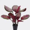 Artificial Tree 40*30*50cm Leaf in PP pot/14 lvs GS-30425024 2026Apr YeahFlower is one of Chinese leading OEM manufacturers and exporters , supplying the silk flowers, wholesale artificial trees
