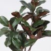 Artificial Tree 50*30*90cm Magnolia leaf in PP pot/40 lvs GS-58425026 2026Apr YeahFlower is one of Chinese leading OEM manufacturers and exporters , supplying the silk flowers, wholesale artificial trees