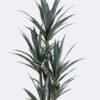 Artificial Tree 62*54*150cm North American yucca *5 in PP pot/75 lvs GS-59525035 2026Apr YeahFlower is one of Chinese leading OEM manufacturers and exporters , supplying the silk flowers, wholesale artificial trees