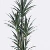Artificial Tree 65*59*180cm North American yucca *5 in PP pot/93 lvs GS-59525036 2026Apr YeahFlower is one of Chinese leading OEM manufacturers and exporters , supplying the silk flowers, wholesale artificial trees
