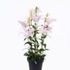 Artificial Tree 40*30*80cm Passiflora edulis in PP pot GS-15425071 2026Mar YeahFlower is one of Chinese leading OEM manufacturers and exporters , supplying the silk flowers, wholesale artificial trees