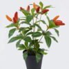 Artificial Tree Pepper 12 in PP pot 66 lvs GS-30625016 Artificial Tree 23*23*30cm Pepper *12 in PP pot/66 lvs GS-30625016 2026Apr YeahFlower is one of Chinese leading OEM manufacturers and exporters , supplying the silk flowers, wholesale artificial trees