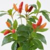 Artificial Tree Pepper 12 in PP pot 66 lvs GS-30625016_1 Artificial Tree 23*23*30cm Pepper *12 in PP pot/66 lvs GS-30625016 2026Apr YeahFlower is one of Chinese leading OEM manufacturers and exporters , supplying the silk flowers, wholesale artificial trees