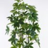 Artificial Tree 80*65*180cm Seven-star leaves in PP pot GS-69425020KD 2026Apr YeahFlower is one of Chinese leading OEM manufacturers and exporters , supplying the silk flowers, wholesale artificial trees