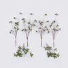 Artificial Branch fruit Bilberry 3 bundle GS-83626012_1 Artificial Branch fruit 15*9*65cm Bilberry *3 bundle GS-83626012 2026SEP 3,000+ sqm showroom with thousands of artificial flowers, plants & trees ready for global sourcing.