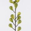 Artificial Branch fruit Fig single stem GS-57726007-Z3_1 Artificial Branch fruit 12*8*93cm Fig single stem GS-57726007-Z3 2026Aug 3,000+ sqm showroom with thousands of artificial flowers, plants & trees ready for global sourcing.