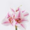 Artificial Flower Bush lily 3 single stem moist real touch GS-35026008-P3_2 Artificial Flower 17*6*49cm Bush lily *3 single stem/moist real touch GS-35026008-P3 2026Jul 3,000+ sqm showroom with thousands of artificial flowers, plants & trees ready for global sourcing.