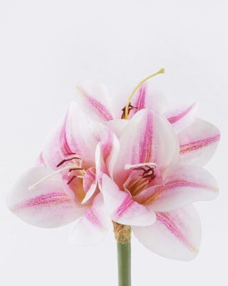 Artificial Flower 17*6*49cm Bush lily *3 single stem/moist real touch GS-35026008-P3 2026Jul 3,000+ sqm showroom with thousands of artificial flowers, plants & trees ready for global sourcing. Artificial Flower 17*6*49cm Bush lily *3 single stem/moist real touch GS-35026008-P3 2026Jul 3,000+ sqm showroom with thousands of artificial flowers, plants & trees ready for global sourcing.