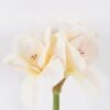 Artificial Flower Bush lily 4 single stem moist real touch GS-35026006-W1_2 Artificial Flower 21*15*64cm Bush lily *4 single stem/moist real touch GS-35026006-W1 2026Jul 3,000+ sqm showroom with thousands of artificial flowers, plants & trees ready for global sourcing.