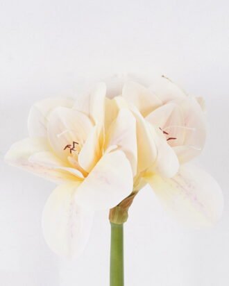 Artificial Flower 21*15*64cm Bush lily *4 single stem/moist real touch GS-35026006-W1 2026Jul 3,000+ sqm showroom with thousands of artificial flowers, plants & trees ready for global sourcing. Artificial Flower 21*15*64cm Bush lily *4 single stem/moist real touch GS-35026006-W1 2026Jul 3,000+ sqm showroom with thousands of artificial flowers, plants & trees ready for global sourcing.