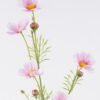 Artificial Flower Calliopsis single stem GS-00526033-P1_1 Artificial Flower 12*5*78cm Calliopsis single stem GS-00526033-P1 2026Jun 3,000+ sqm showroom with thousands of artificial flowers, plants & trees ready for global sourcing.