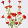 Artificial Flower Carnation 3 bouquet GS-00526053-O1_1 Artificial Flower 17*10*79cm Carnation *3 bouquet GS-00526053-O1 2026Jun 3,000+ sqm showroom with thousands of artificial flowers, plants & trees ready for global sourcing.