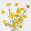 Artificial Flower Chrysanthemum 3 bouquet GS-00526051-Y1_1 Artificial Flower 17*10*79cm Chrysanthemum *3 bouquet GS-00526051-Y1 2026Jun 3,000+ sqm showroom with thousands of artificial flowers, plants & trees ready for global sourcing.