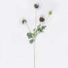 Artificial Flower 18*8*58cm Corn poppy *4 single stem GS-26226016 2026Jul 3,000+ sqm showroom with thousands of artificial flowers, plants & trees ready for global sourcing.