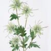 Artificial Flower Eryngium 5 single stem GS-51626012-G1_2 Artificial Flower 16*8*80cm Eryngium *5 single stem GS-51626012-G1 2026Aug 3,000+ sqm showroom with thousands of artificial flowers, plants & trees ready for global sourcing.