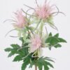 Artificial Flower Eryngium breviacaule 3 single stem GS-51626013_2 Artificial Flower 12*6*37cm Eryngium breviacaule *3 single stem GS-51626013 2026Aug 3,000+ sqm showroom with thousands of artificial flowers, plants & trees ready for global sourcing.