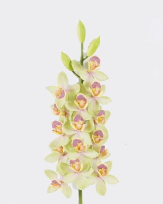 Artificial Flower 15*6*80cm Flower *15 single stem /moist real touch GS-79826002-G2 2026SEP 3,000+ sqm showroom with thousands of artificial flowers, plants & trees ready for global sourcing. Artificial Flower 15*6*80cm Flower *15 single stem /moist real touch GS-79826002-G2 2026SEP 3,000+ sqm showroom with thousands of artificial flowers, plants & trees ready for global sourcing.