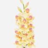 Artificial Flower Flower 15 single stem moist real touch GS-79826002_2 Artificial Flower 15*6*80cm Flower *15 single stem /moist real touch GS-79826002 2026SEP 3,000+ sqm showroom with thousands of artificial flowers, plants & trees ready for global sourcing.