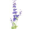 Artificial Flower Flower 3 single stem GS-23926002-B2_1 Artificial Flower 11*5*87cm Flower *3 single stem GS-23926002-B2 2026Jul 3,000+ sqm showroom with thousands of artificial flowers, plants & trees ready for global sourcing.