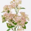 Artificial Flower Flower 5 bush GS-51626007_2 Artificial Flower 16*10*34cm Flower *5 bush GS-51626007 2026Aug 3,000+ sqm showroom with thousands of artificial flowers, plants & trees ready for global sourcing.