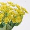 Artificial Flower 16*10*29cm Flower *5 bush GS-83826001-Y1 2026SEP 3,000+ sqm showroom with thousands of artificial flowers, plants & trees ready for global sourcing.