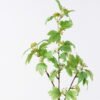 Artificial Flower 24*6*84cm Flower single stem GS-30026017 2026Jul 3,000+ sqm showroom with thousands of artificial flowers, plants & trees ready for global sourcing.
