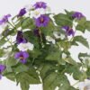 Artificial Flower Free-standing morning glory flowers 11 bush GS-85126001-Z1_8 Artificial Flower 40*16*50cm Free-standing morning glory flowers *11 bush GS-85126001-Z1 2026SEP 3,000+ sqm showroom with thousands of artificial flowers, plants & trees ready for global sourcing.