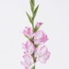 Artificial Flower Gladiolus single stem real touch GS-77326001_2 Artificial Flower 15*5*86cm Gladiolus single stem/real touch GS-77326001 2026Aug 3,000+ sqm showroom with thousands of artificial flowers, plants & trees ready for global sourcing.