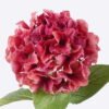 Artificial Flower Hydrangea 11 single stem GS-15426009-R3_5 Artificial Flower 30*15*68cm Hydrangea *11 single stem GS-15426009-R3 2026Jun 3,000+ sqm showroom with thousands of artificial flowers, plants & trees ready for global sourcing.