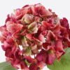 Artificial Flower Hydrangea 11 single stem GS-15426009_2 Artificial Flower 30*15*68cm Hydrangea *11 single stem GS-15426009 2026Jun 3,000+ sqm showroom with thousands of artificial flowers, plants & trees ready for global sourcing.