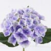 Artificial Flower Hydrangea Anti-UV single stem GS-15426035-UV-Z1_3 Artificial Flower 25*14*46cm Hydrangea Anti-UV single stem GS-15426035-UV-Z1 2026Jun 3,000+ sqm showroom with thousands of artificial flowers, plants & trees ready for global sourcing.