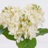 Artificial Flower Jasmine 3 bundle GS-36626001_2 Artificial Flower 18*13*40cm Jasmine *3 bundle GS-36626001 2026Jul 3,000+ sqm showroom with thousands of artificial flowers, plants & trees ready for global sourcing.