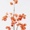 Artificial Flower Koelreuteria paniculata single stem GS-35126022_2 Artificial Flower 14*7*88cm Koelreuteria paniculata single stem GS-35126022 2026Jul 3,000+ sqm showroom with thousands of artificial flowers, plants & trees ready for global sourcing.