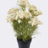 Artificial Flower 26*13*44cm Lace flower *7 in PP pot GS-15426007-W1 2026Jun 3,000+ sqm showroom with thousands of artificial flowers, plants & trees ready for global sourcing.