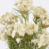 Artificial Flower 26*13*44cm Lace flower *7 in PP pot GS-15426007-W1 2026Jun 3,000+ sqm showroom with thousands of artificial flowers, plants & trees ready for global sourcing.
