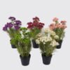 Artificial Flower 26*13*44cm Lace flower *7 in PP pot GS-15426007 2026Jun 3,000+ sqm showroom with thousands of artificial flowers, plants & trees ready for global sourcing.