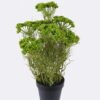 Artificial Flower 26*13*44cm Lace flower *7 in PP pot GS-15426007 2026Jun 3,000+ sqm showroom with thousands of artificial flowers, plants & trees ready for global sourcing.