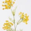 Artificial Flower Lace flower single stem GS-35126012-Y1_1 Artificial Flower 21*8*87cm Lace flower single stem GS-35126012-Y1 2026Jul 3,000+ sqm showroom with thousands of artificial flowers, plants & trees ready for global sourcing.