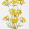 Artificial Flower Lace flower single stem GS-35126013-Y1_1 Artificial Flower 25*14*87cm Lace flower single stem GS-35126013-Y1 2026Jul 3,000+ sqm showroom with thousands of artificial flowers, plants & trees ready for global sourcing.