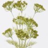 Artificial Flower Lace flower single stem GS-35126013_3 Artificial Flower 25*14*87cm Lace flower single stem GS-35126013 2026Jul 3,000+ sqm showroom with thousands of artificial flowers, plants & trees ready for global sourcing.