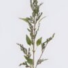 's quarters single stem GS-57926007_2 Artificial Flower 15*6*89cm Lamb’s quarters single stem GS-57926007 2026Aug 3,000+ sqm showroom with thousands of artificial flowers, plants & trees ready for global sourcing.