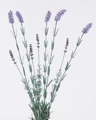 Artificial Flower 15*5*74cm Lavender *9 bush GS-01126011 2026Jun 3,000+ sqm showroom with thousands of artificial flowers, plants & trees ready for global sourcing. Artificial Flower 15*5*74cm Lavender *9 bush GS-01126011 2026Jun 3,000+ sqm showroom with thousands of artificial flowers, plants & trees ready for global sourcing.