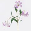 Artificial Flower Lily 3 single stem GS-64925035-Z1_1 Artificial Flower 20*10*72cm Lily *3 single stem GS-64925035-Z1 2026Aug 3,000+ sqm showroom with thousands of artificial flowers, plants & trees ready for global sourcing.