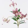 Artificial Flower 22*12*72cm Lily *5 single stem GS-64925036-Z2 2026Aug 3,000+ sqm showroom with thousands of artificial flowers, plants & trees ready for global sourcing.